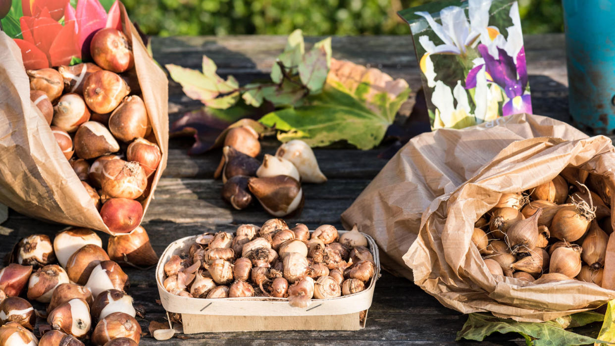  Spring bulbs for planting . 