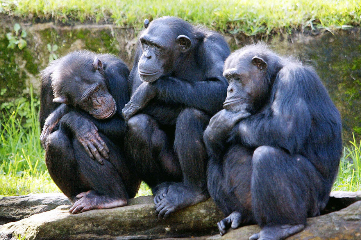 Three chimpanzeesROB ELLIOTT/AFP via Getty Images