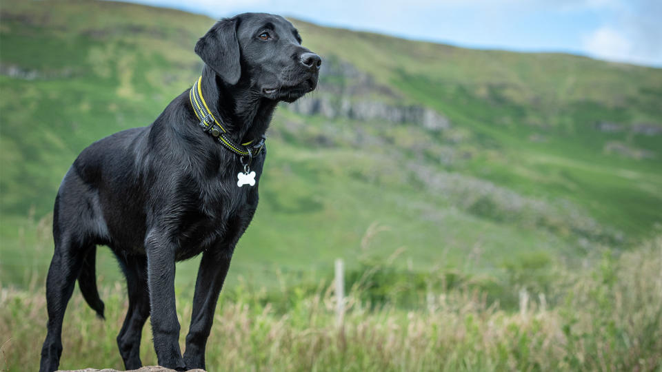 Labrador outside looking off into the distance