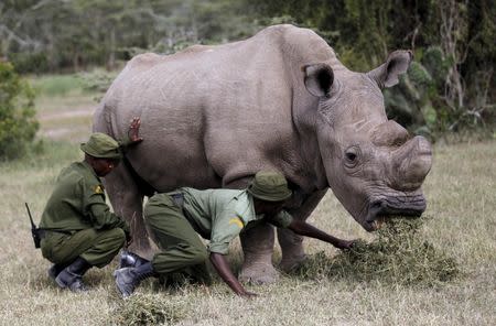 Wardens assist the last surviving male northern white rhino named 'Sudan' as it grazes at the Ol Pejeta Conservancy in Laikipia national park, Kenya June 14, 2015. REUTERS/Thomas Mukoya/File Photo