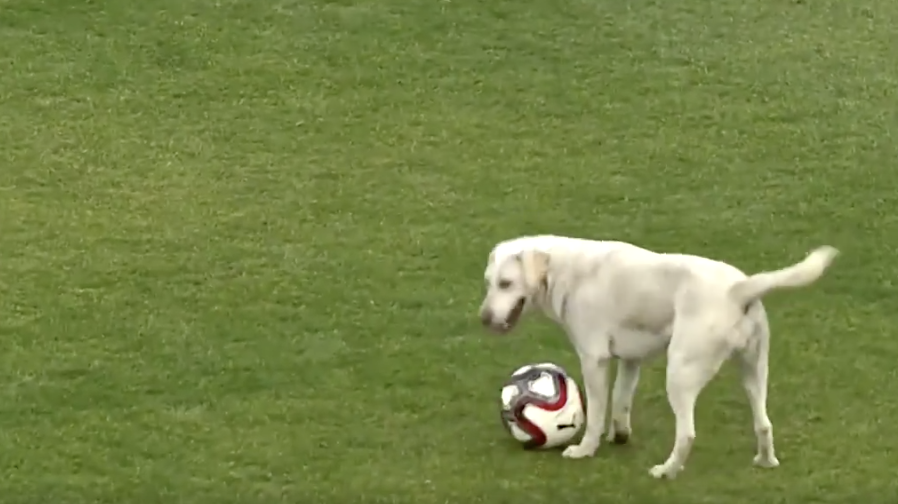 Der Hund ließ sich den Ball nicht abnehmen. (Bild: Reuters)