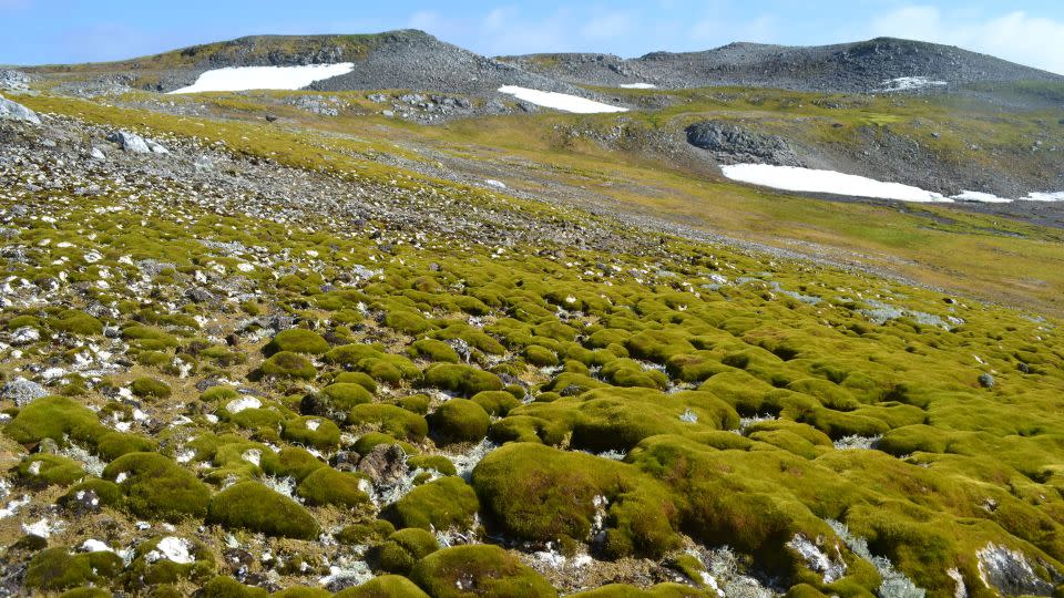 La isla Ardley de la Antártida, que tiene aproximadamente una milla de largo y alberga varias colonias de pingüinos. -Dan Charman