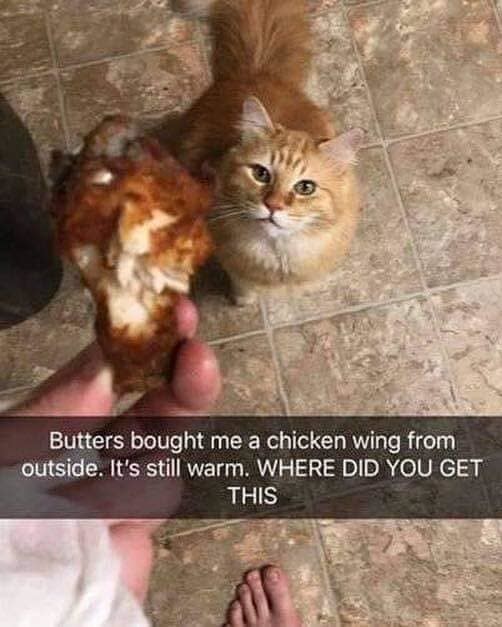 A cat brings their owner a chicken wing from outside that's "still warm," and owner wonders where they got it from