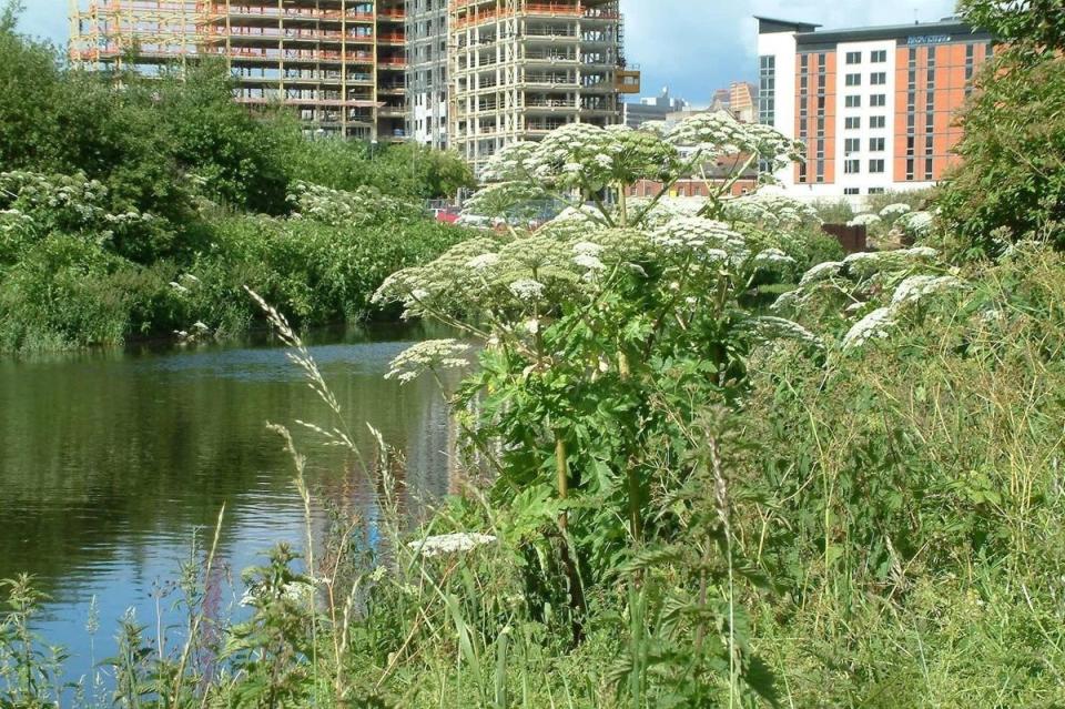 Giant hogweed is most commonly found beside rivers (RPS Group)