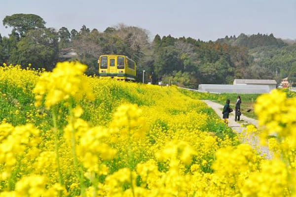 大片金黃花海夢幻到不行日本八大油菜花景點