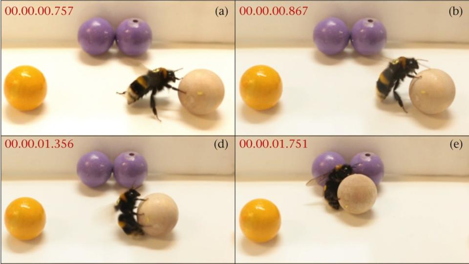 A bumblebee plays by climbing on a wooden ball to roll it