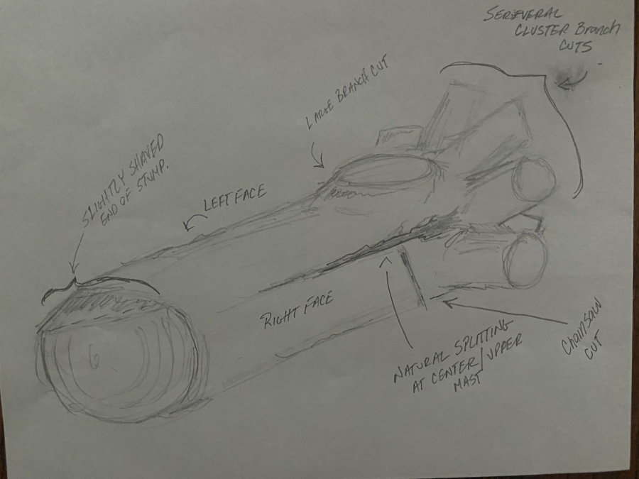 A sketch of the maple log that was taken from North Main St. in Ovid on May 2. (Photo courtesy City of Ovid PD)