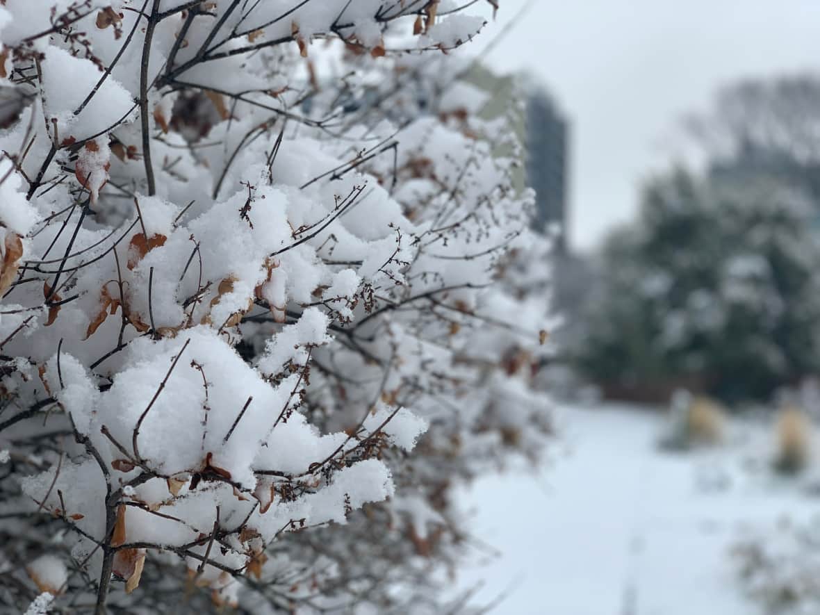Northern New Brunswick got more than 15 centimetres of snow Monday. (Bryce Hoye/CBC - image credit)