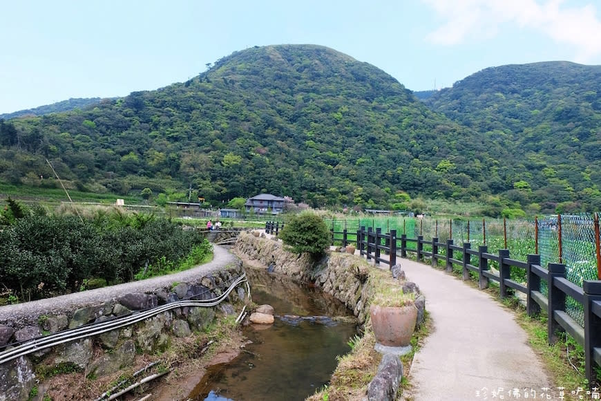 陽明山｜頂湖環狀步道、花谷海芋園