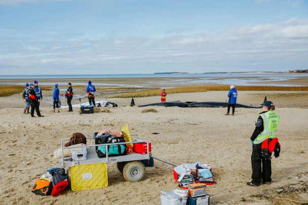 PHOTO: Rescues are underway for several pilot whales stranded on a beach in Eastham, Massachusetts. (International Fund for Animal Welfare)