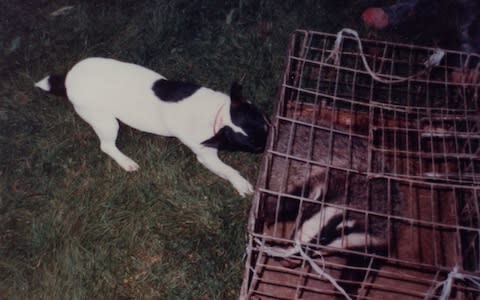 Badgers are trapped and used for online gambling - Credit: Terry Spamer