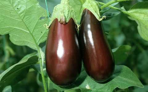 aubergines growing - Credit: Alamy