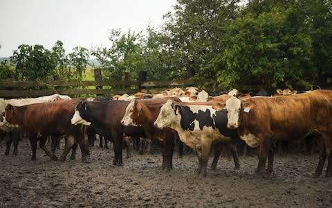 Cattle in Louisiana - Credit: Nicole Craine/Bloombert