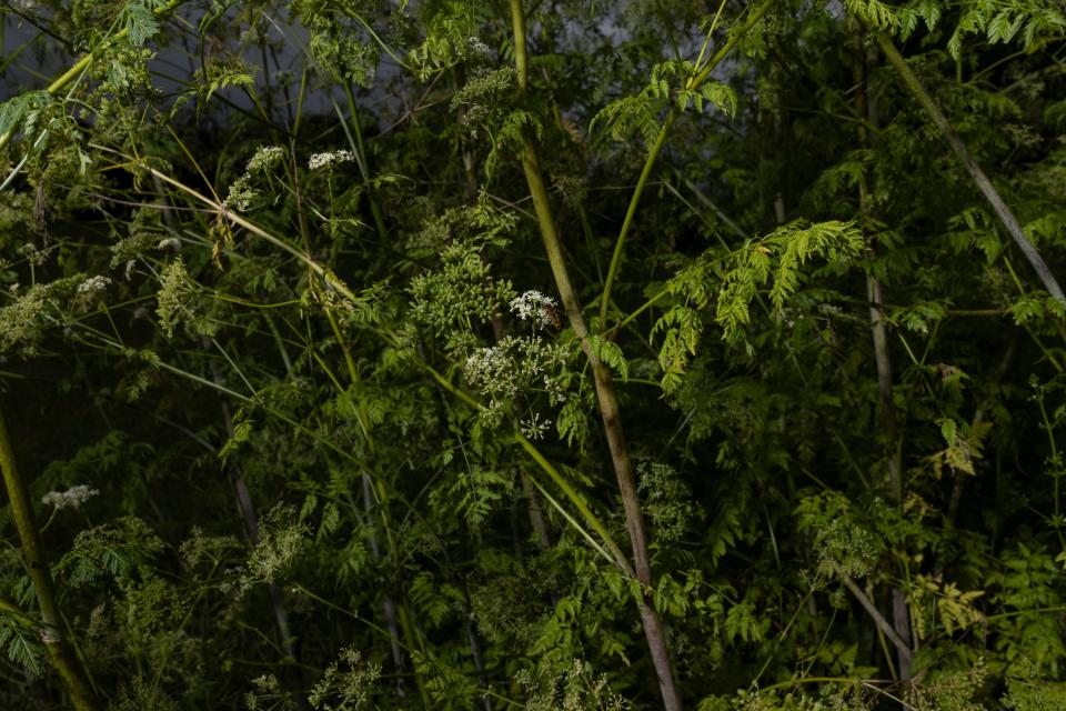 Hemlock grows beside a road on June 30, 2021 near Faversham, England.