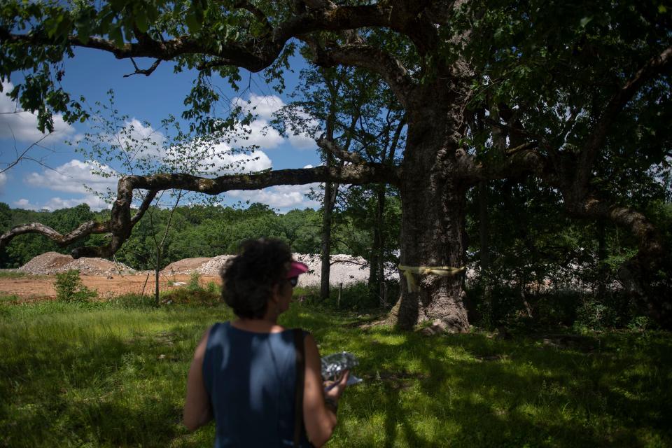 Ruth Osburn looks on at the 340-year-old tree she helped save in Arrington, Tenn., Wednesday, May 17, 2023.