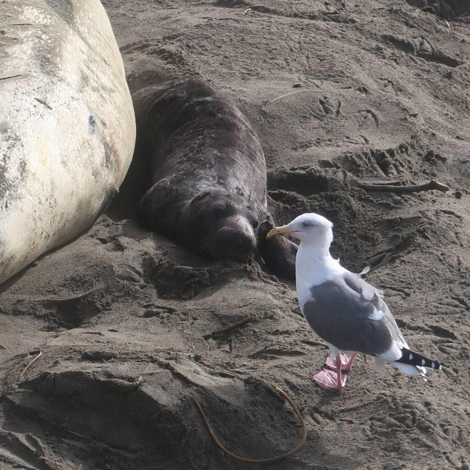 This gull annoyed both mother and pup by sneaking in to steal milk.