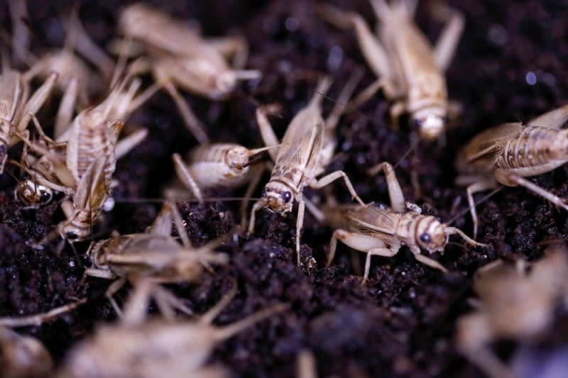 A view shows crickets at a farm launched by Kyrgyz entrepreneur Adyl Gaparov in Bishkek