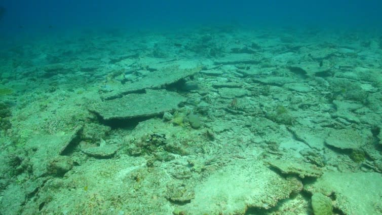 <span class="caption">A degraded reef in Chagos, pictured in April 2016.</span>