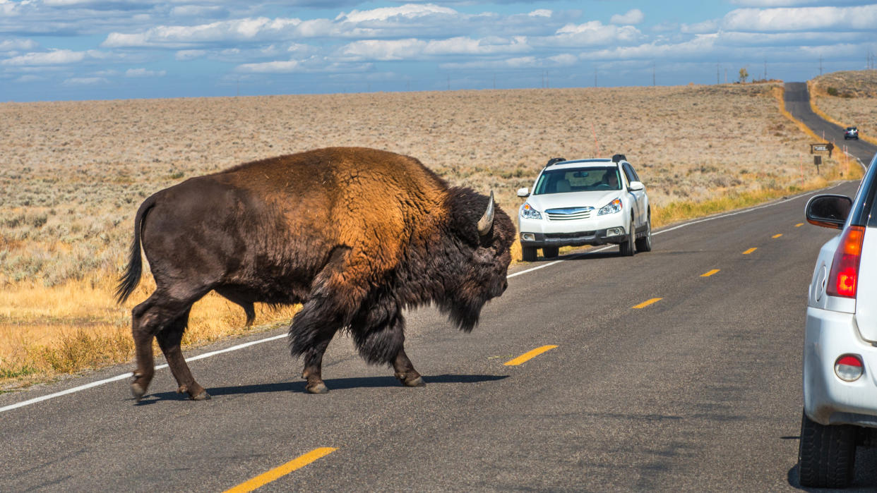  Bison on road at Yellowstone National Park. 