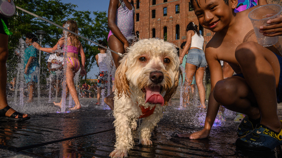 Children play with a dog in a water fountain on July 26, 2023 in New York during a heat wave.