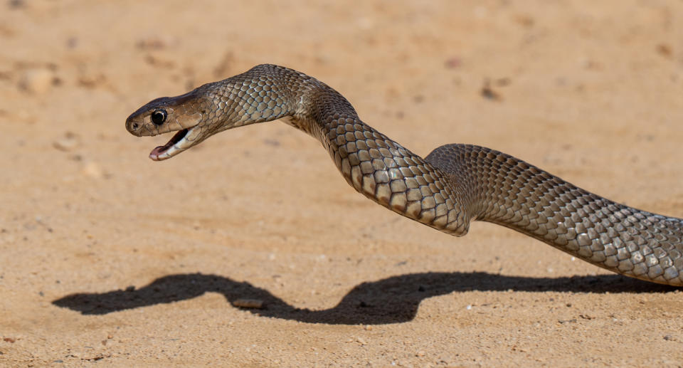 An eastern brown snake striking.