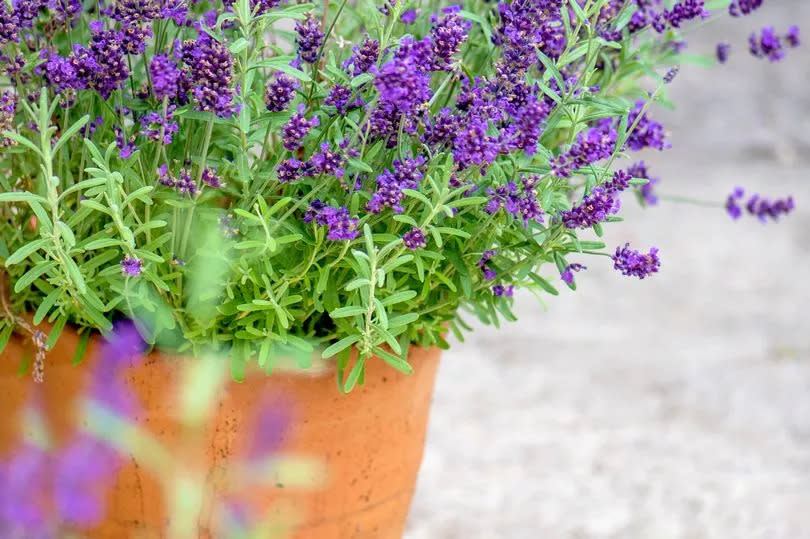 Sweet selling Lavender is another strong scented plant hated by spiders