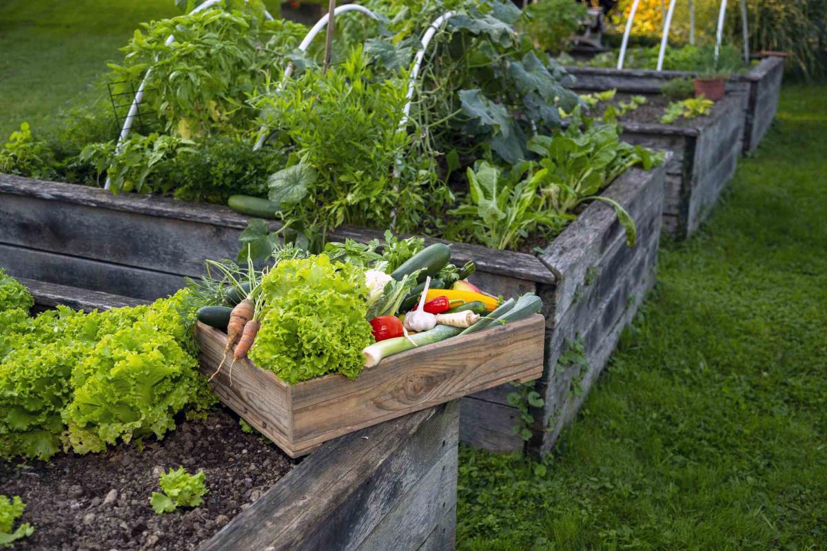 Try This Gardening Trick Now for a Bigger Fruit and Veggie Harvest Next Year