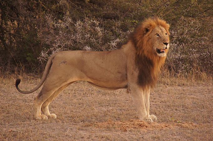 The king of the savannah. Photo: Destinations Africa