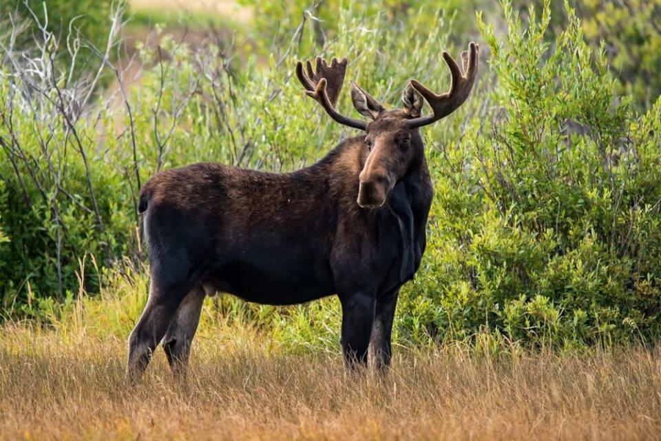 Moose | Getty