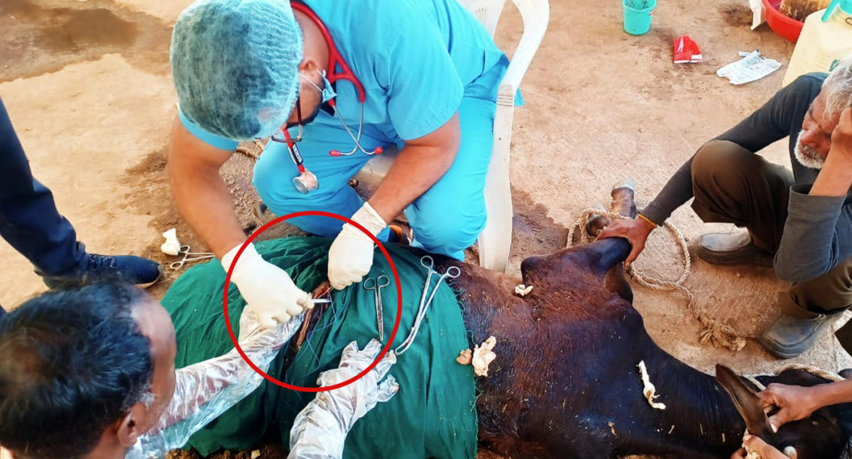 Vet makes shocking 12kg find in cow's stomach