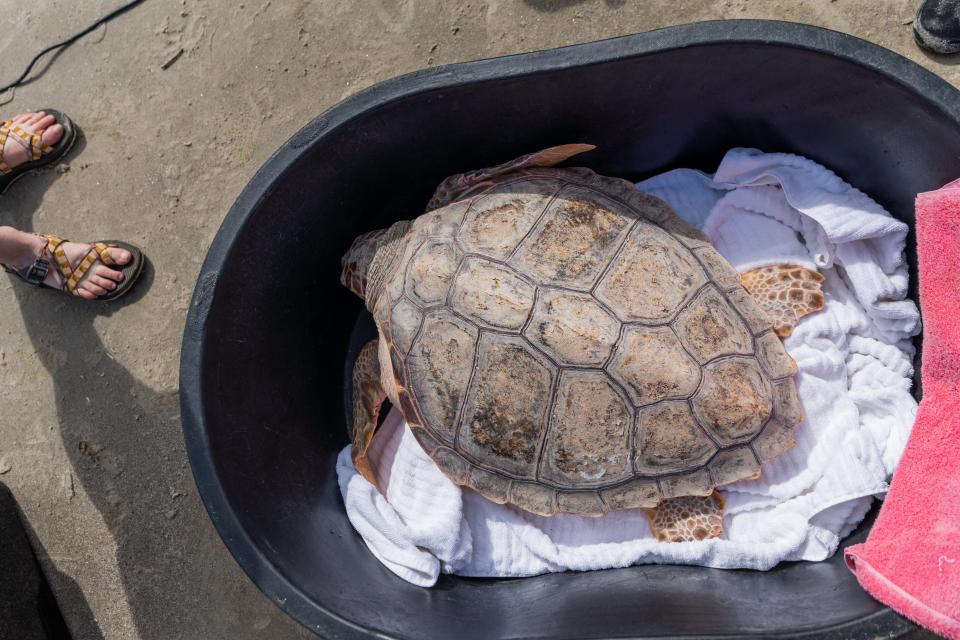 A sea turtle about to be released in ocean waters off Georgia Monday. The majority of the released turtles were rescued from Cape Cod Bay and rehabilitated after suffering from cold-stunning.