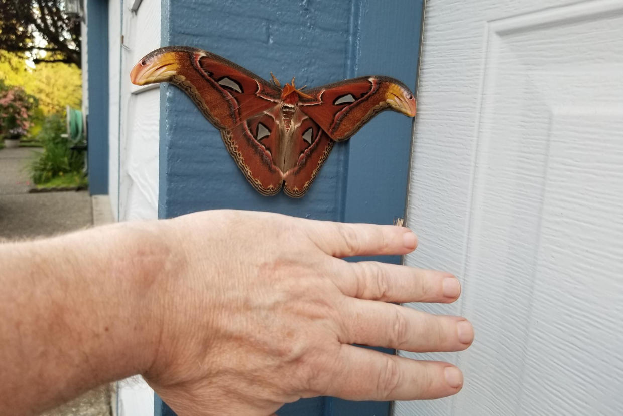 The atlas moth on a garage wall in Bellevue, Wash., last month. (Washington State Department of Agriculture)