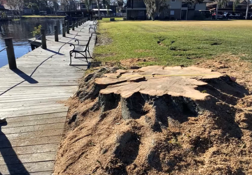 The stump of a 55-inch laurel oak tree is shown in the Jungle Den Villas condos in Astor. A condo association is facing hefty costs after having the tree cut without a permit in January. The image was shown during a meeting of Volusia County's Environmental and Natural Resources Advisory Committee.