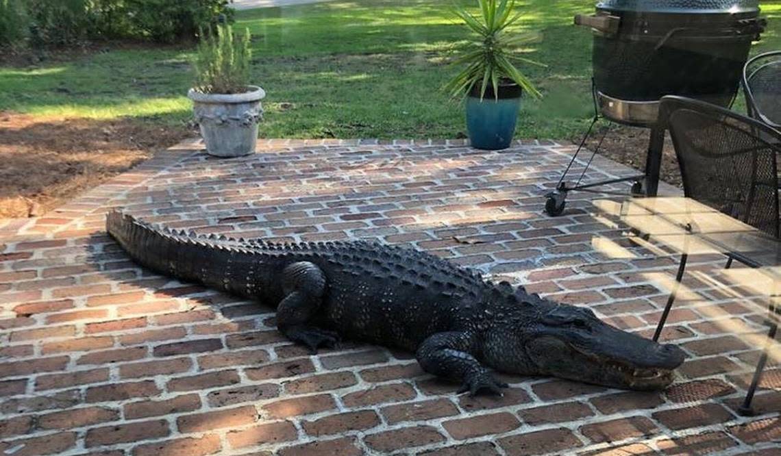 A large alligator known as Big George sits on the patio outside a home in Sea Pines on Hilton Head Island on Monday, April 20, 2020.
