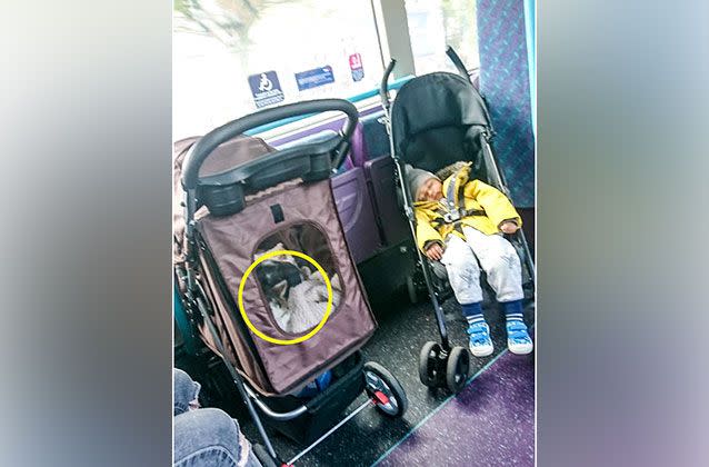 A cat in a stroller was taking up the last pram space, forcing a crying toddler to stand. Picture: Mercury