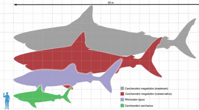 Putting things into perspective with a scaled image. Source: Getty