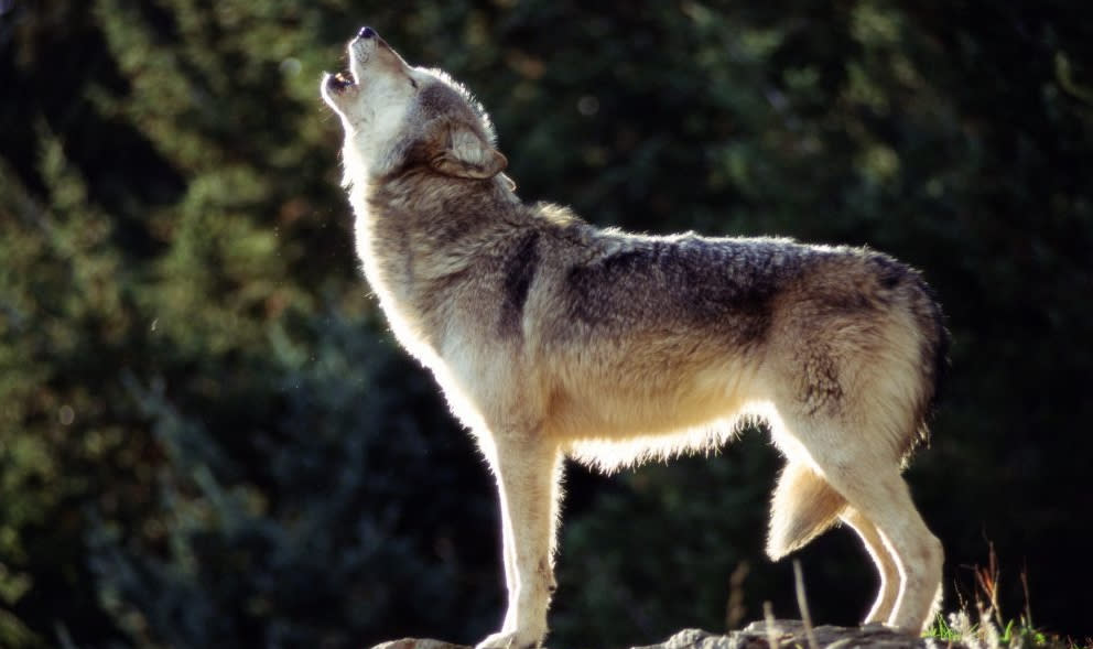 Gray wolves are in Oregon and Washington.