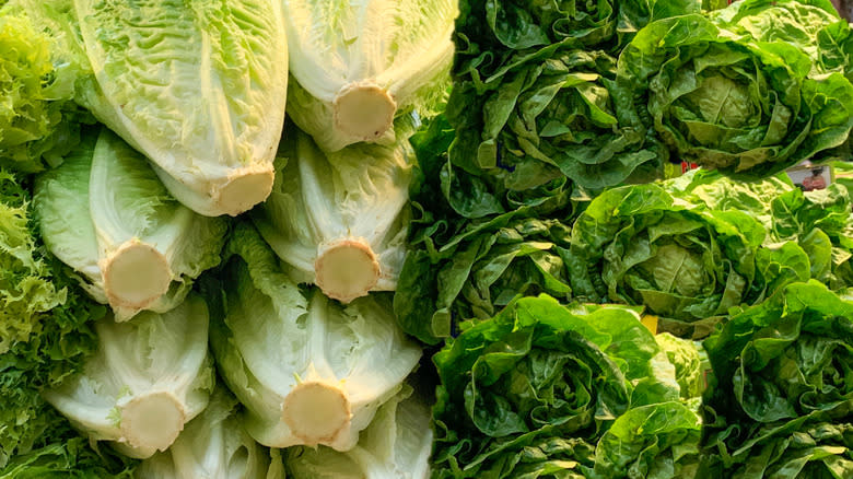 The Differences Between Iceberg Vs Romaine Lettuce