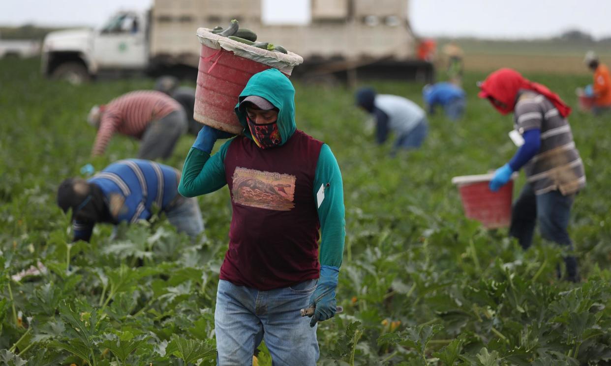 <span>Farm workers harvest zucchini in Florida City, Florida, on 1 April 2020.</span><span>Photograph: Joe Raedle/Getty Images</span>