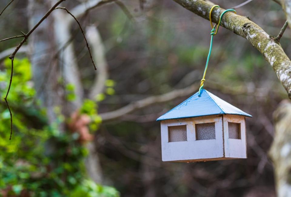 Birdhouse with a green roof made of cardboard, hanging in a tree. 