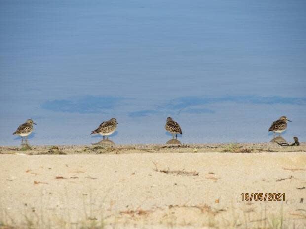 Birds gather at Miramichi Lake in May 2021.  (Trish Foster (submitted) - image credit)