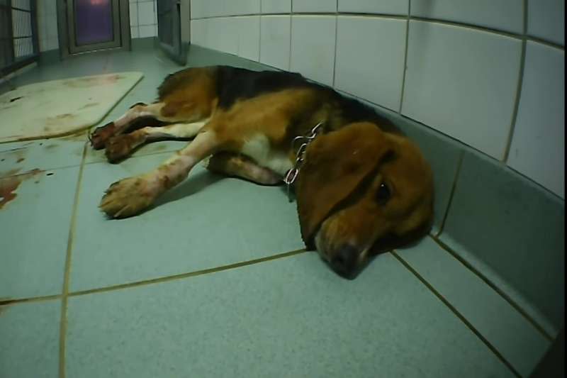 2019年10月，德國LPT動物實驗室被揭露殘酷虐待動物（YouTube）