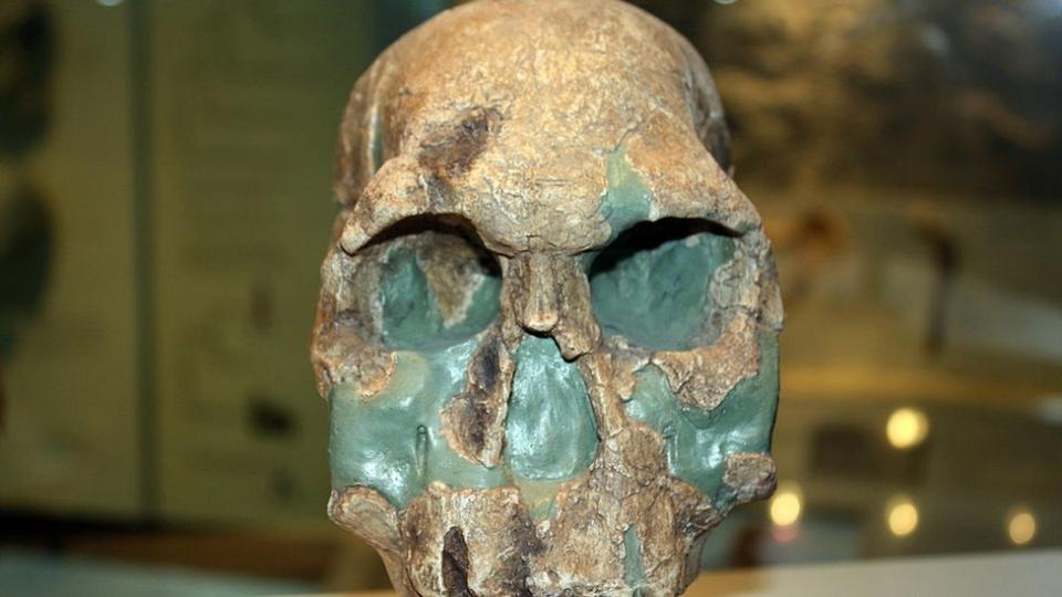 Homo rudolfensis.