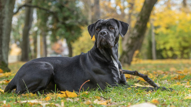 O Que Saber Antes De Comprar Um Cane Corso em 2024