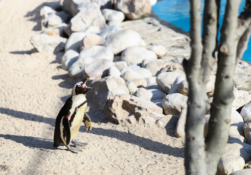 Outbreak of avian flu at Cape Town's penguin colony