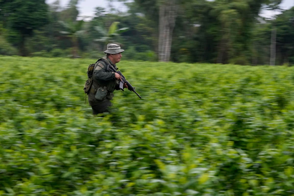 COLOMBIA-HOJA DE COCA (AP)