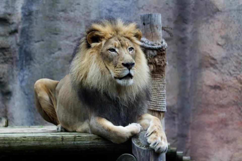 Sacramento Zoo via Getty Images