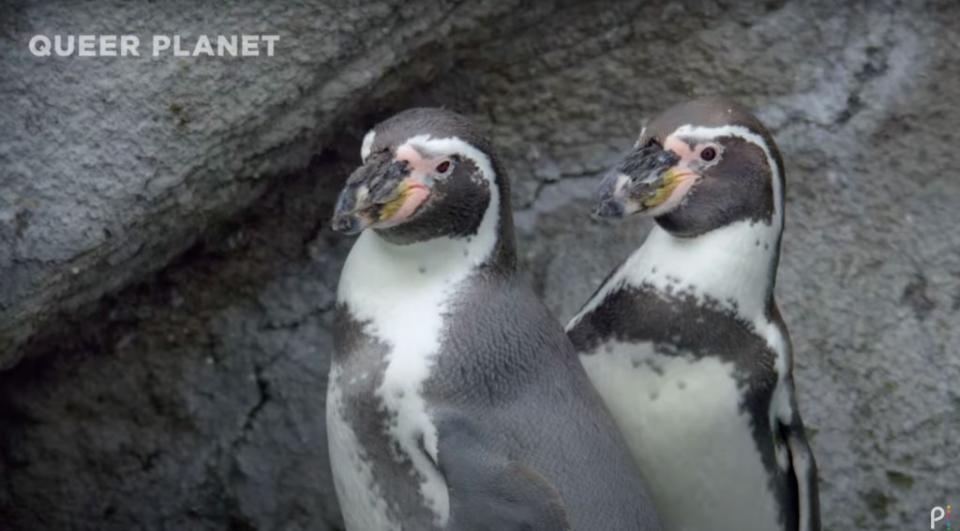 The documentary, which debuts on June 6, delves into gay, bisexual and transgender creatures in the animal kingdom. Youtube/Peacock