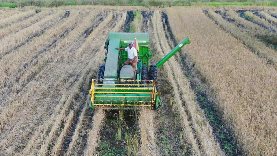 Chalmers harvesting rice known as Carolina Gold (Jake Whitman / TODAY)