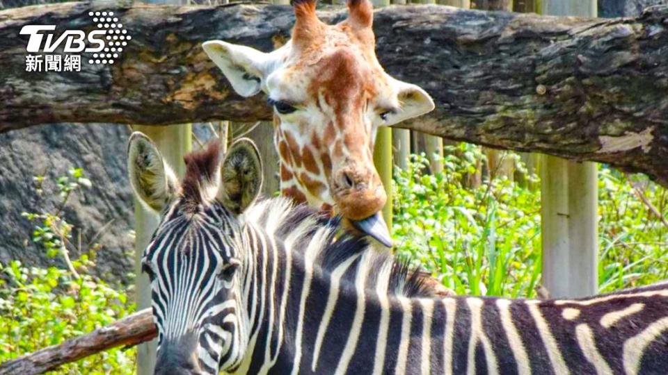 「玲瓏」非常適應和長頸鹿家族的同居生活。（圖／動物園提供李明騏先生攝）